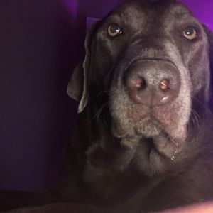 Meet your Posher, Wesley